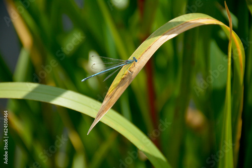 Multicolored dragonfly sitting on a branch of grass close-up.