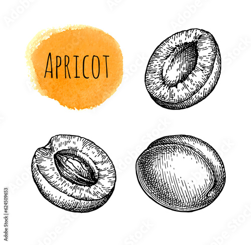 Apricot ink sketch set.