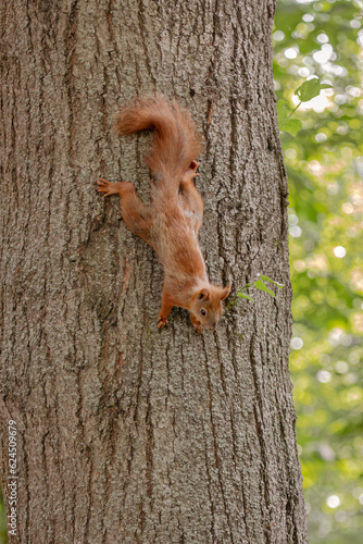 Red squirrel. Wild animals. Wild life. Summer park. Cute rodent. Fluffy animal.