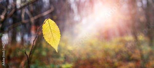 A lonely yellow leaf on a tree branch in the forest in sunny weather