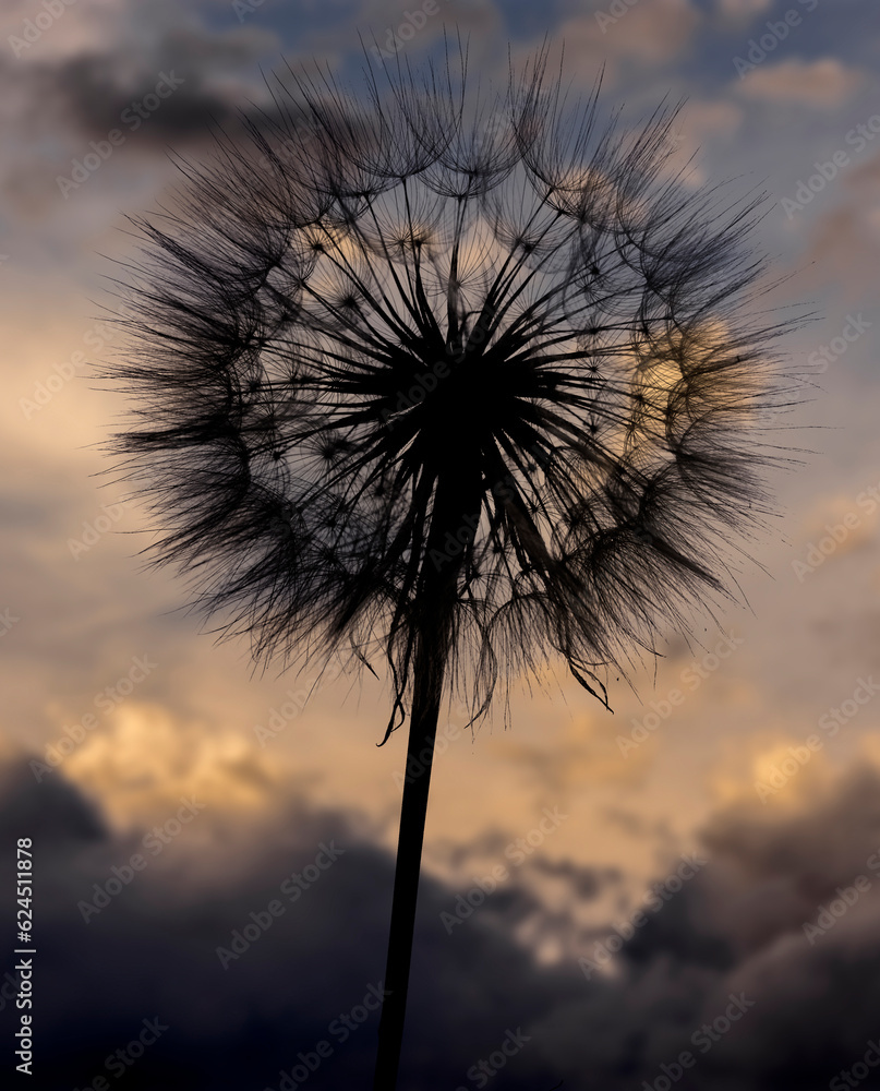 dandelion  - beautiful macro photography with sunset