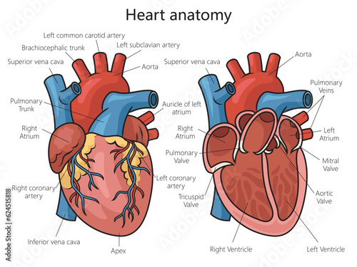 Human heart structure diagram schematic vector illustration. Medical science educational illustration