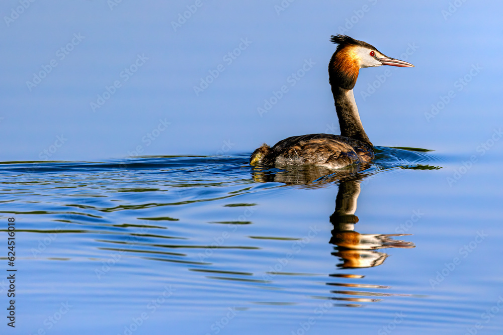 Great crested grebe (Podiceps cristatus), adult. South Poland. Selective focus on bird's eye
