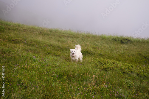 A cute white dog in the mountain clouds. Carpathians mountains in Romania. Baiului Mountains trails. © Ketrin