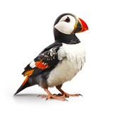 Horned puffin bird isolated on white. Generative AI