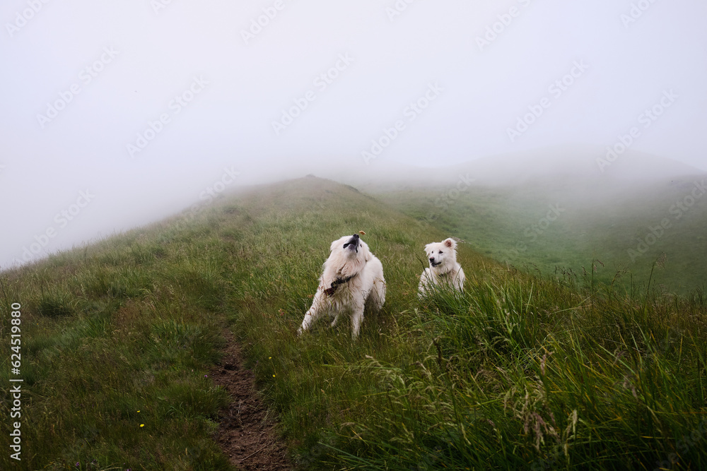 Fototapeta premium Funny dogs playing with each other in the mountain clouds.