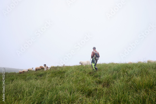 A shepherd grazes sheep in the cloudy mountains. Herd of sheep grazing. 