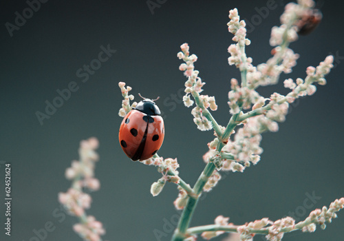 ladybug beetle on flowering branch © iredman