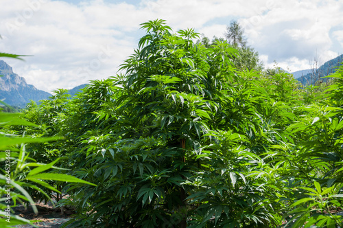 big hemp trees and bushes organic agriculture