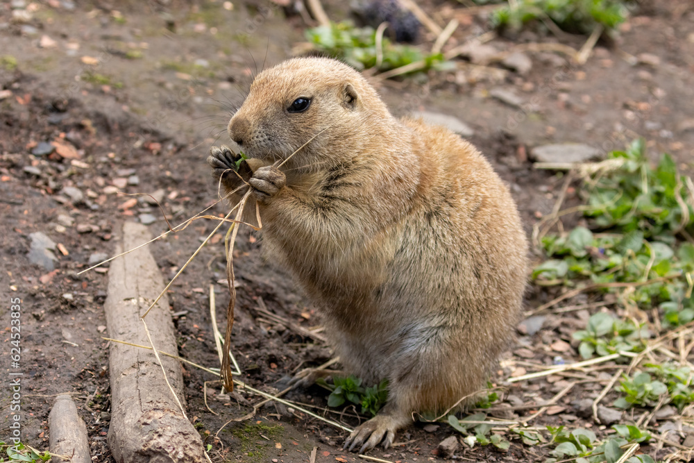 Fototapeta premium Hungry black tailed prairie dogs tucking into their vegetables