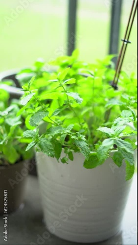 herbs in rainy weather on the balcony photo