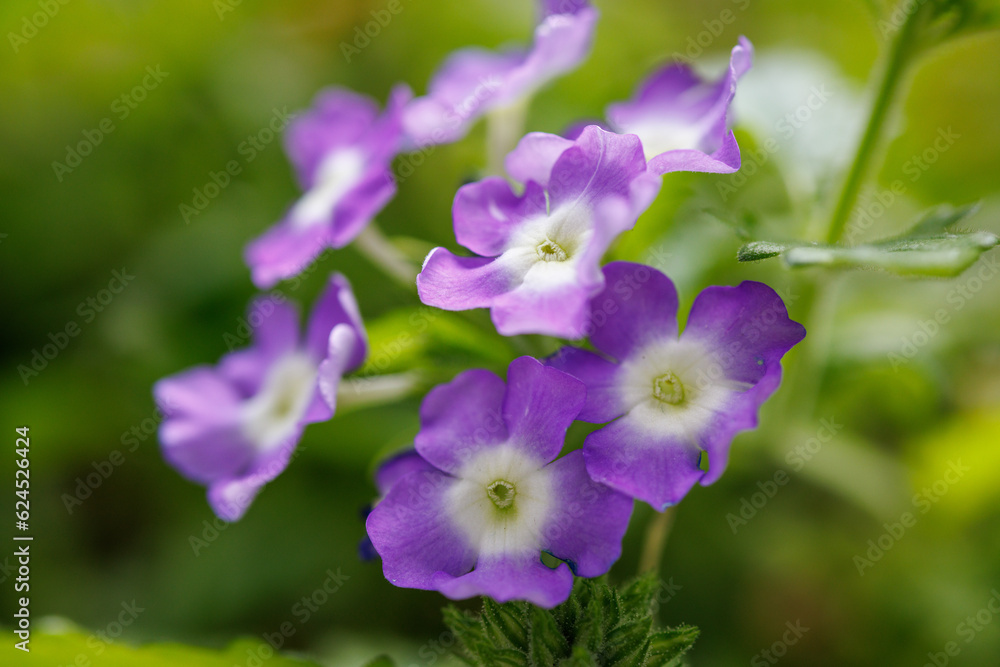 purple flower in the garden purple flower in the garden