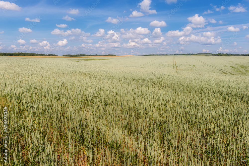 landscape with wheat field in summer day