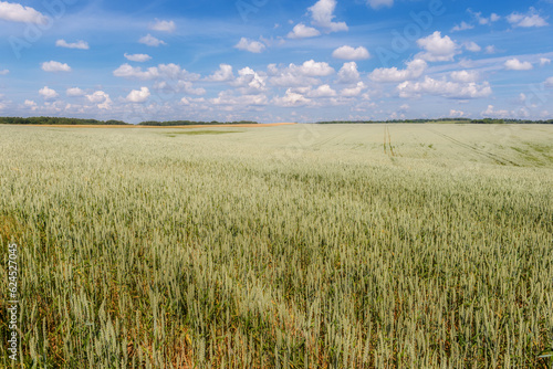 landscape with wheat field in summer day © Vitaliy