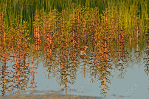 Bilde på lerret The Little Stint feed among the water plants.