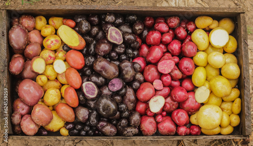 harvest of colored potatoes in a wooden box close-up selective focus, types of potatoes