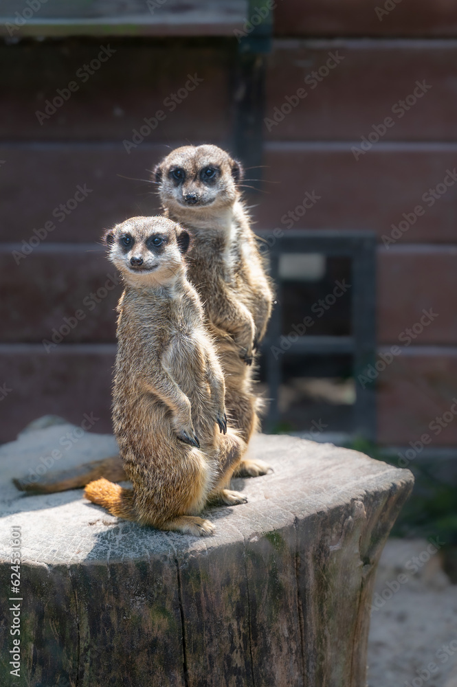 Fototapeta premium meerkat on guard suricate 