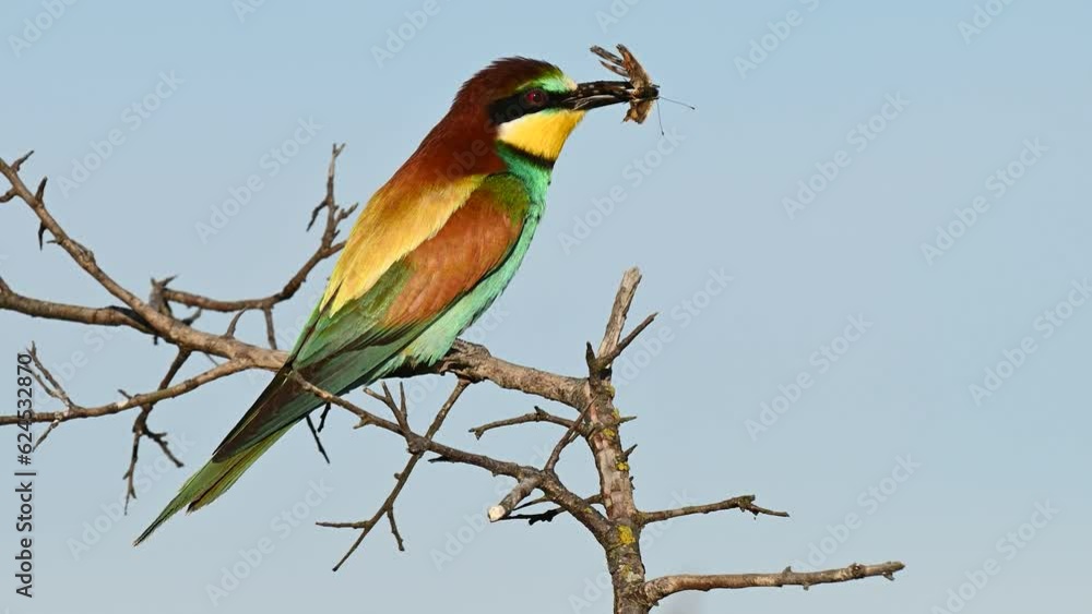 European bee eater Merops apiaster. The bird is sitting on a branch with a butterfly in its beak. Close up. European bee eater Merops apiaster. The bird is sitting on a branch with a butterfly in its beak. Close up.