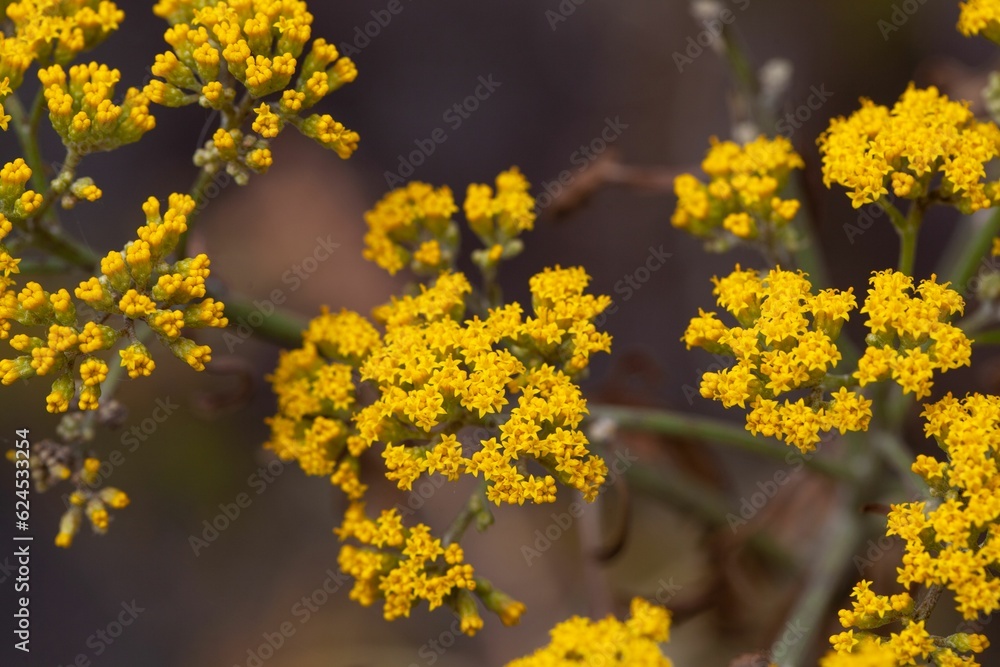 Obraz premium Blossoms of the sunflower species Gonospermum canariense