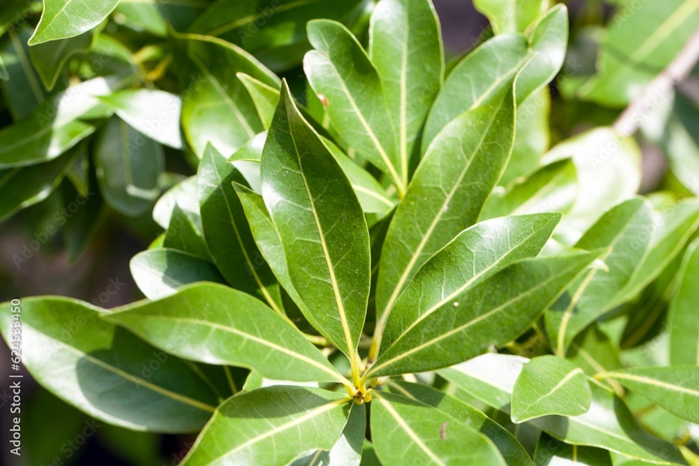 Leaves of a Azores laurel, Laurus azorica Leaves of a Azores laurel, Laurus azorica