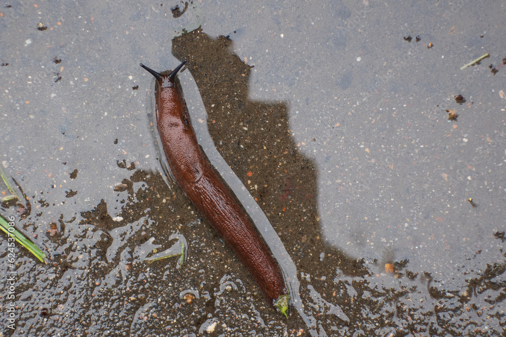 Brown slug on asphalt after rain, top view - obrazy, fototapety, plakaty 