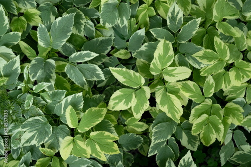 Wallpaper Mural Ground Ivy Torontodigital.ca