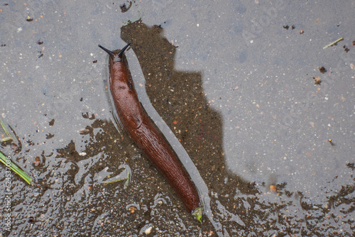 Brown slug on asphalt after rain, top view