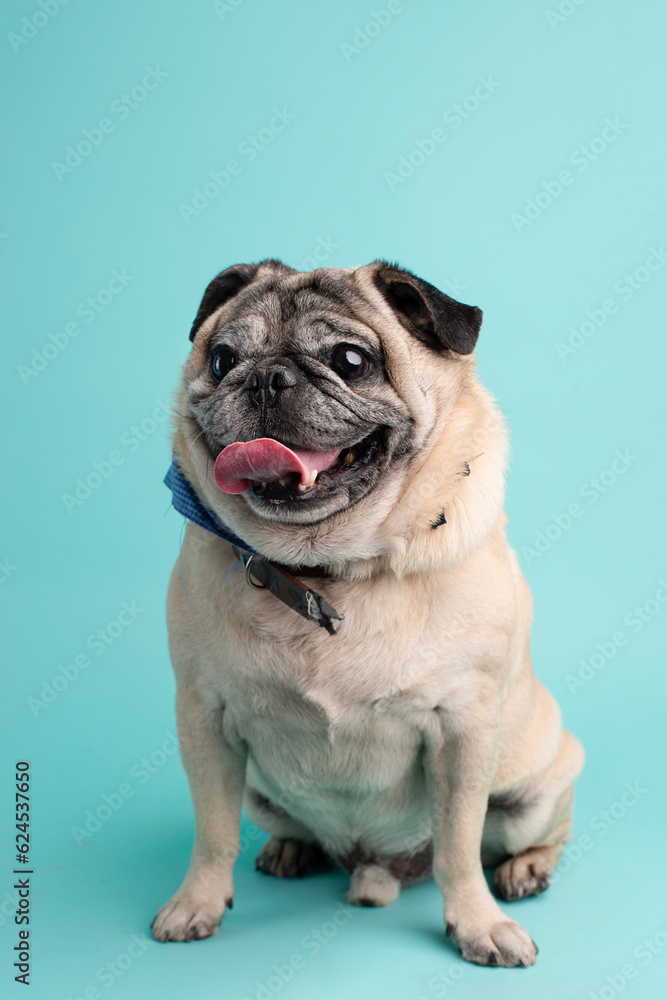 Fototapeta premium pug sentado
