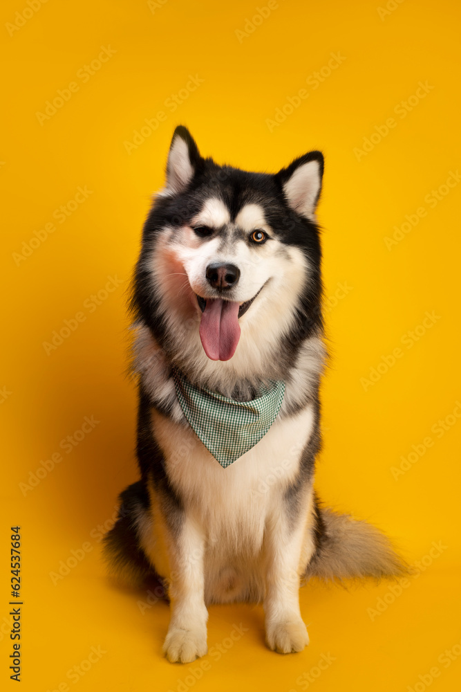 husky husky