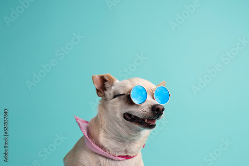 perro con lentes