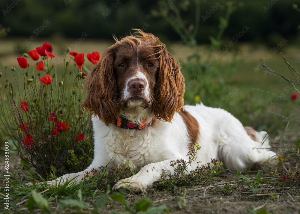 english springer spaniel wwith poppies