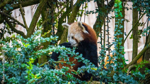 Red Panda at British Zoo