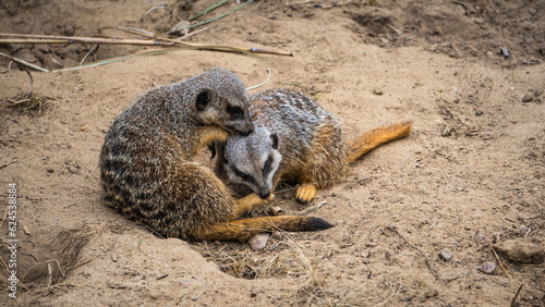 Sleeping Meerkats
