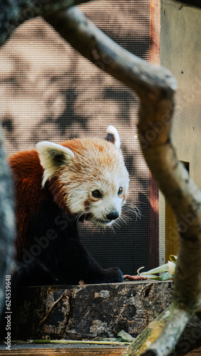 Red Panda at British Zoo