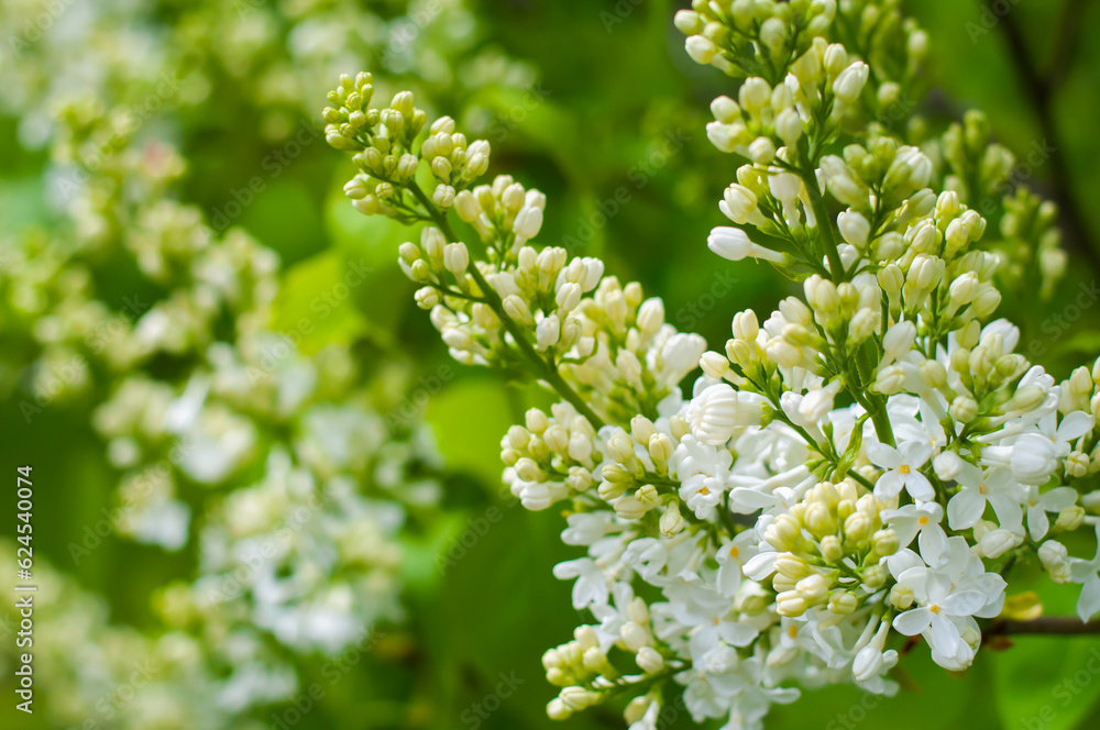 White lilac on a green background. Spring flower bushes. Lilac flowers close up. White lilac on a green background. Spring flower bushes. Lilac flowers close up.