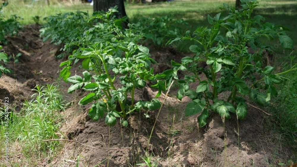 Close up of potatoes growing in pile of dirt next to tree. Pile of sand was intended to be used to level ground but instead potatoes being planted in it to utilize any possible place to grow vegetable Close up of potatoes growing in pile of dirt next to tree. Pile of sand was intended to be used to level ground but instead potatoes being planted in it to utilize any possible place to grow vegetable