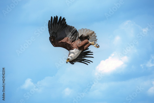 A flying African fish eagle (Icthyophaga vocifer) or the African sea eagle photo