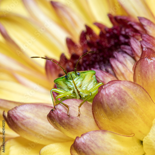 Green birch shieldbug standing out in yellow and pink chrysanthemum photo