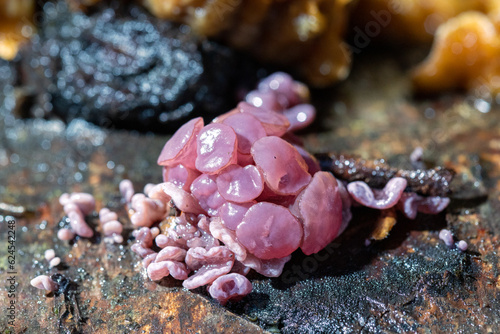 Pink mushroom/lichen growing from old tree trunk photo