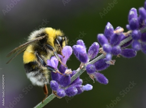 bumblebee striped collects nectar on lavender flowers © lisica1