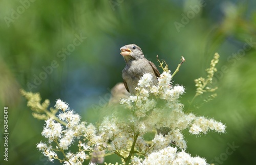 sparrow with a grain of wheat in its beak photo