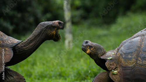Bild auf Leinwand Tortuga Gigante de Galapagos