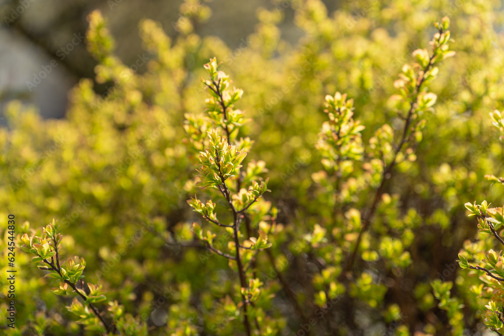 Spring Branch, Young Tree Leaves on Blur Background, Spring Twig with New Green Leaves Spring Branch, Young Tree Leaves on Blur Background, Spring Twig with New Green Leaves