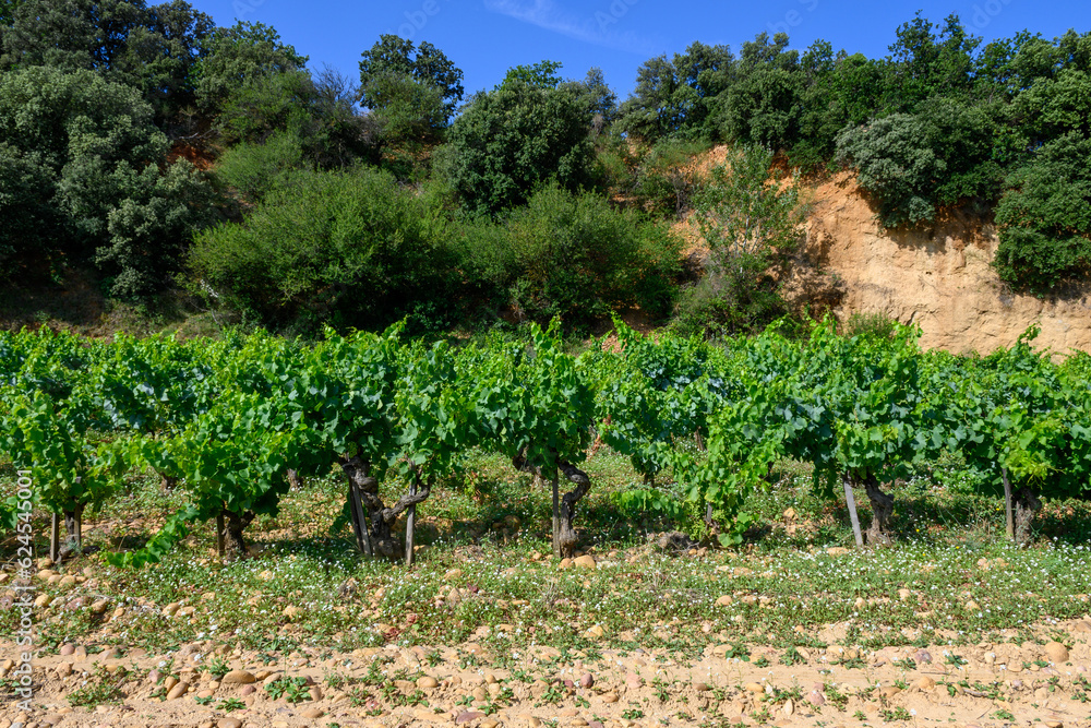 Vineyards of Chateauneuf du Pape appelation with grapes growing on soils with large rounded stones galets roules, lime stones, gravels, sand.and clay, famous red wines, France