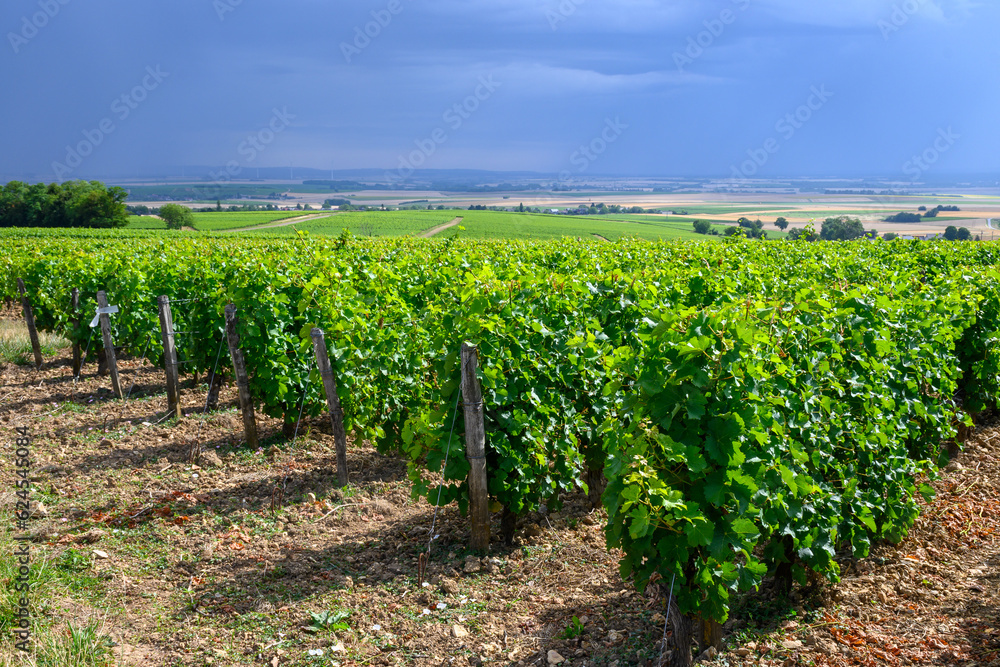 Vineyards of Pouilly-Fume appellation, making of dry white wine sauvignon blanc growing different types of soils, France