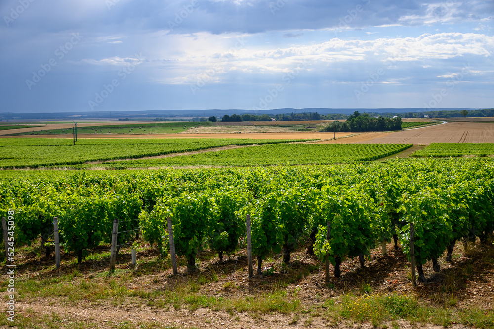 Vineyards of Pouilly-Fume appellation, making of dry white wine sauvignon blanc grape growing different types of soils, France Vineyards of Pouilly-Fume appellation, making of dry white wine sauvignon blanc grape growing different types of soils, France