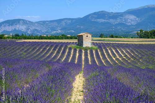 View on Plateau of Valensole with rows of blossoming purple lavender, wheat grain fiels and green trees, Provence, France in July