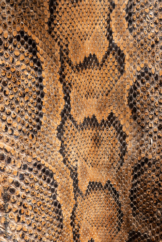 Real genuine python snake skin background, exotic animals confiscated by border by custom photo