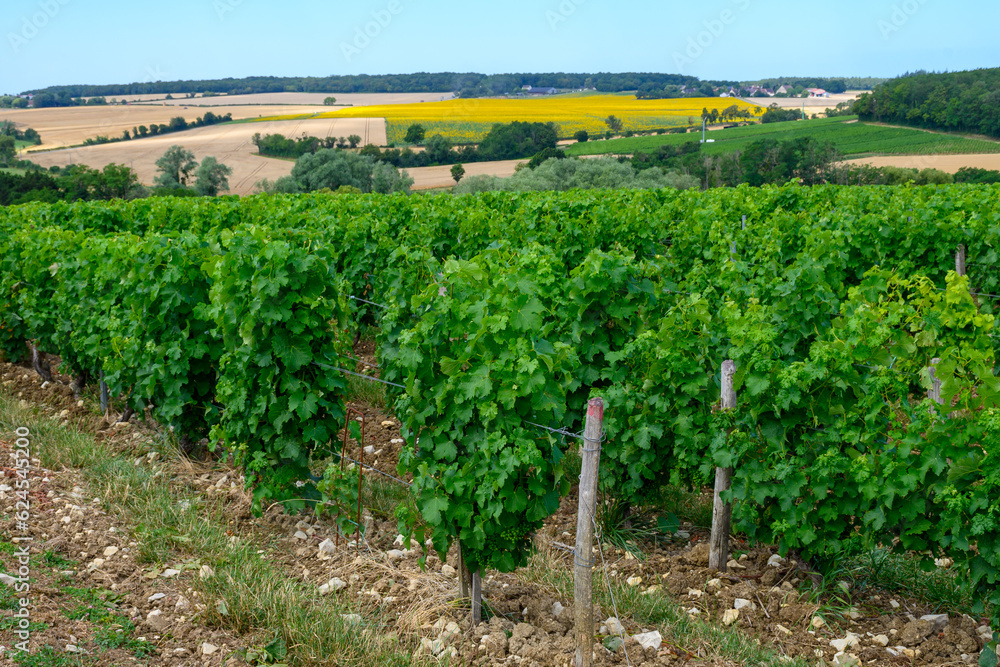 Vineyards of Pouilly-Fume appellation, making of dry white wine sauvignon blanc grape growing different soils, France