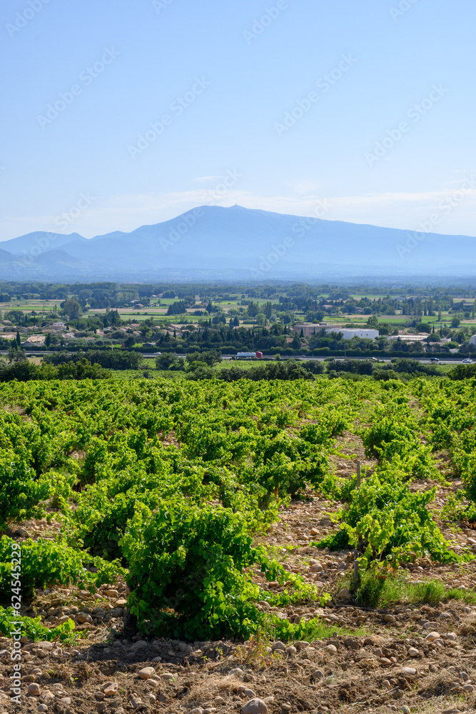Vineyards of Chateauneuf du Pape appelation with grapes growing on soils with large rounded stones galets roules, lime stones, gravels, sand.and clay, famous red wines, France Vineyards of Chateauneuf du Pape appelation with grapes growing on soils with large rounded stones galets roules, lime stones, gravels, sand.and clay, famous red wines, France